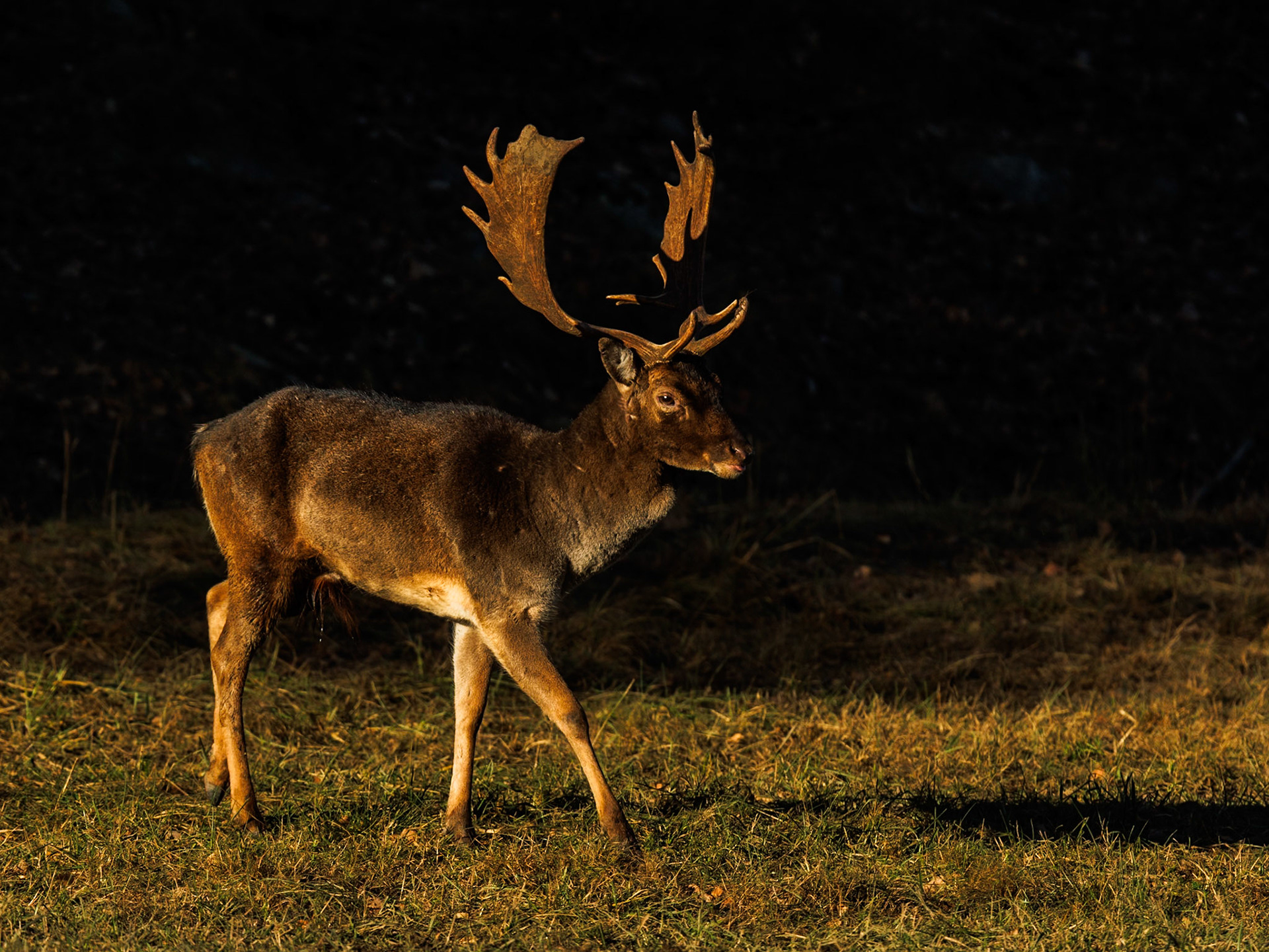 Fallow deer