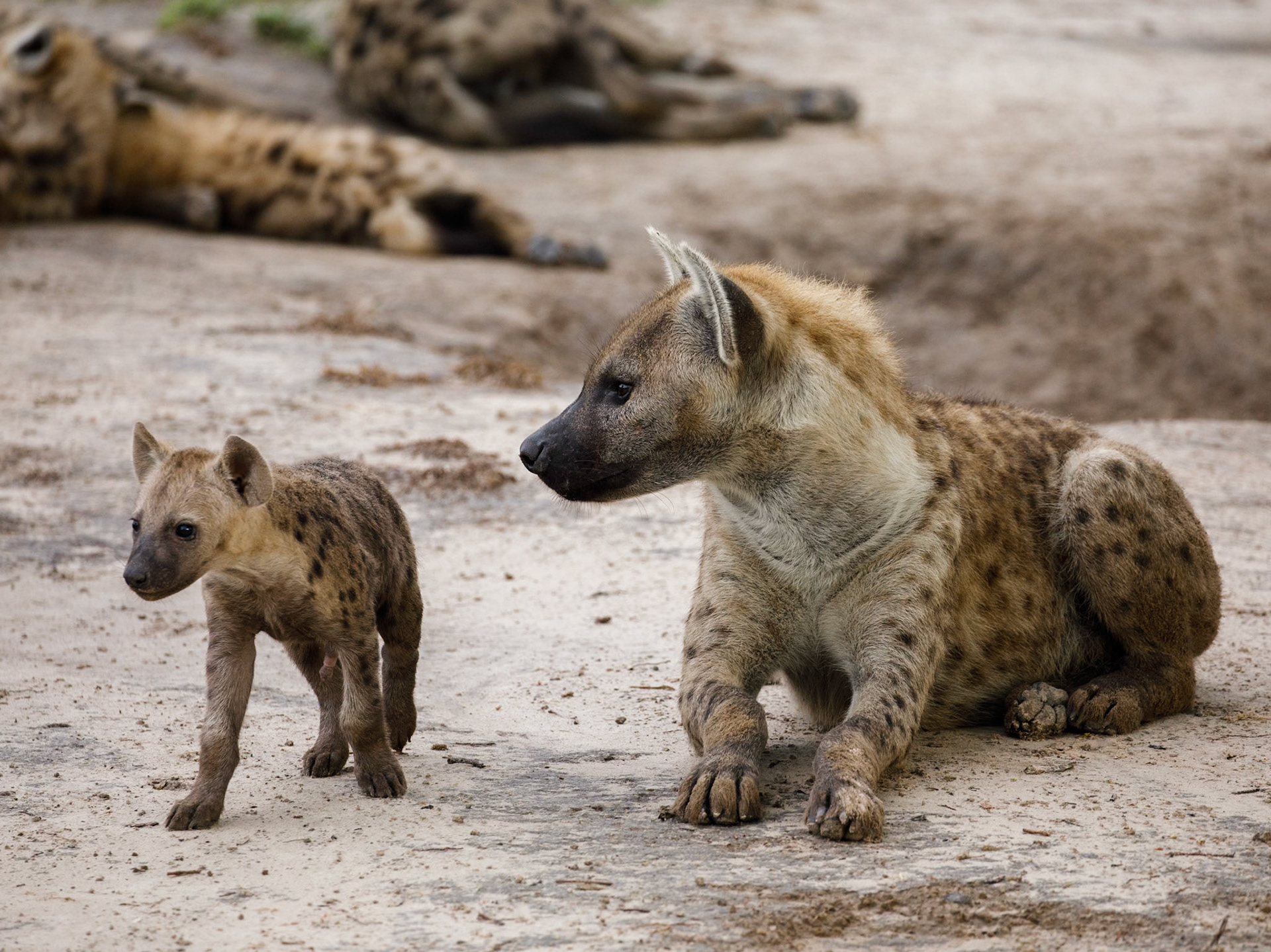Spotted hyena