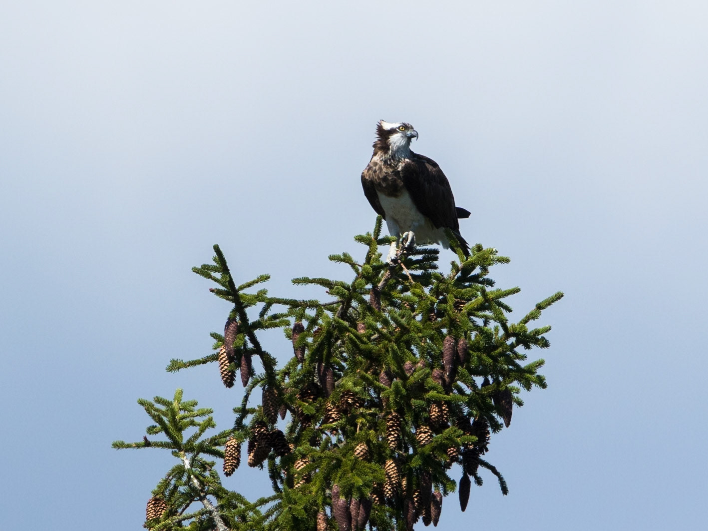 Osprey