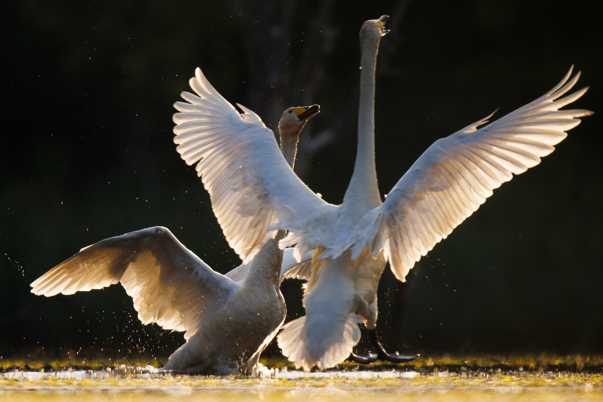 Whooper Swan