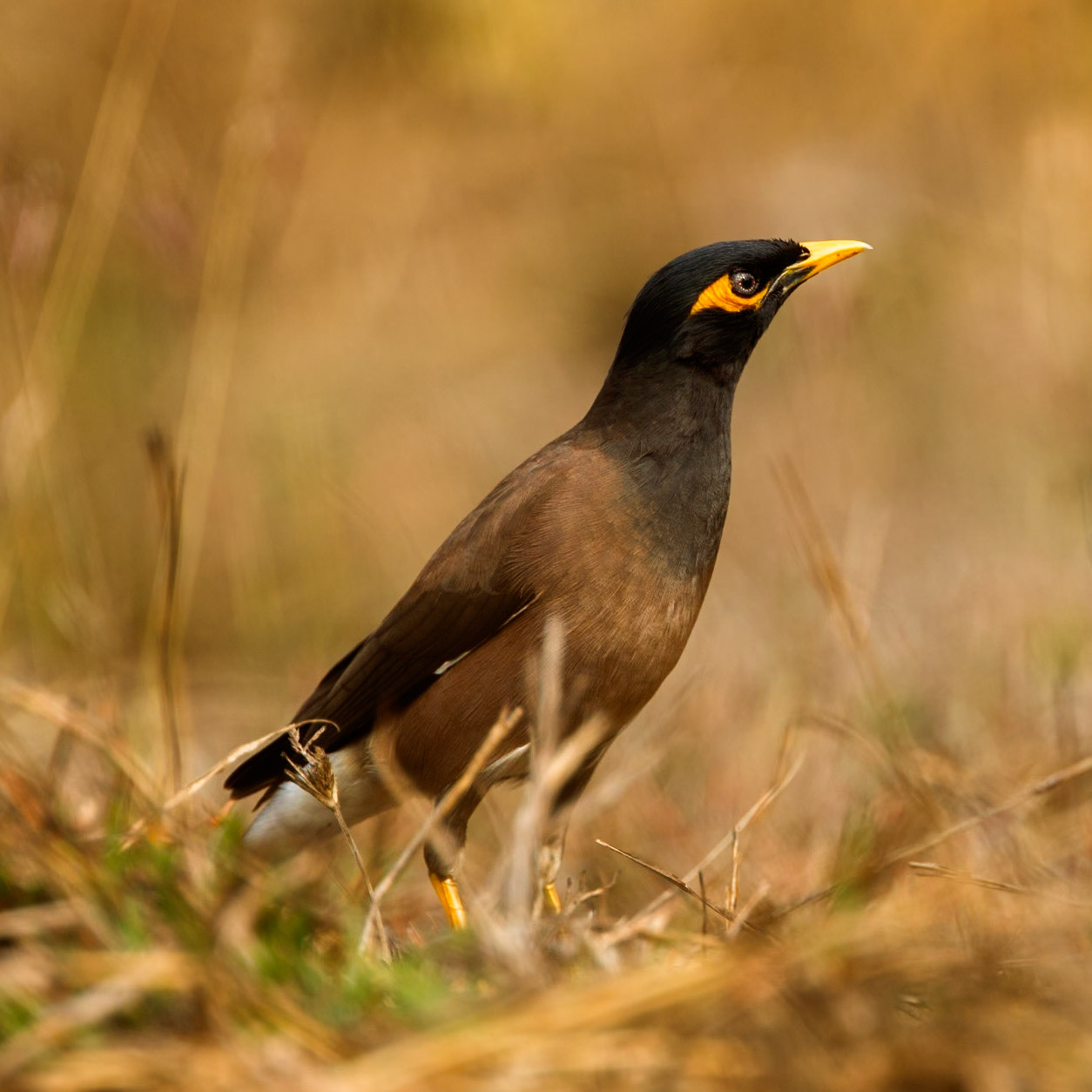 Common Myna