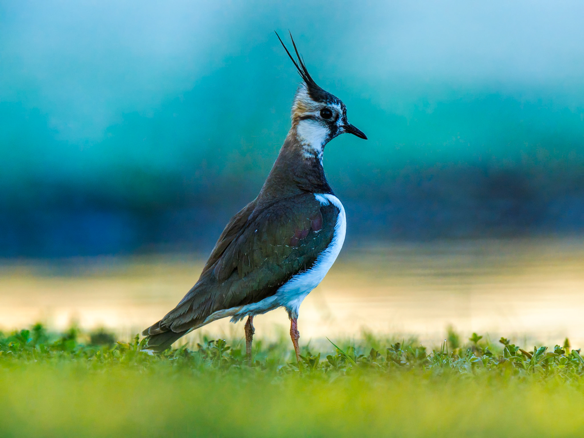 Northern lapwing