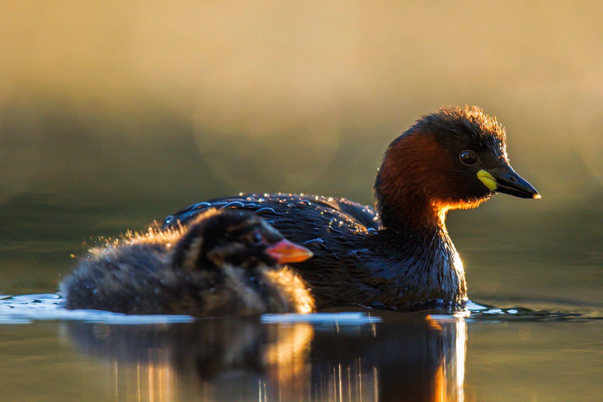 Little Grebe