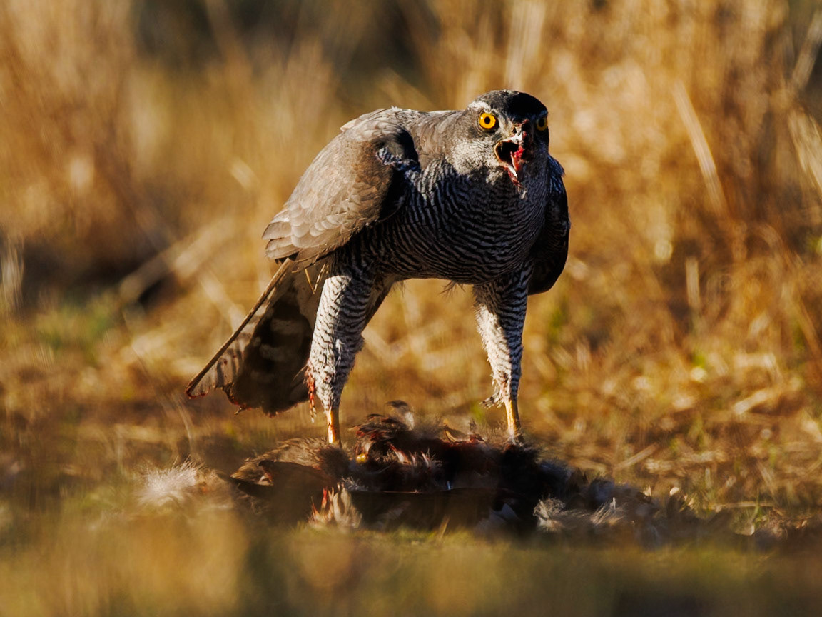 Northern Goshawk