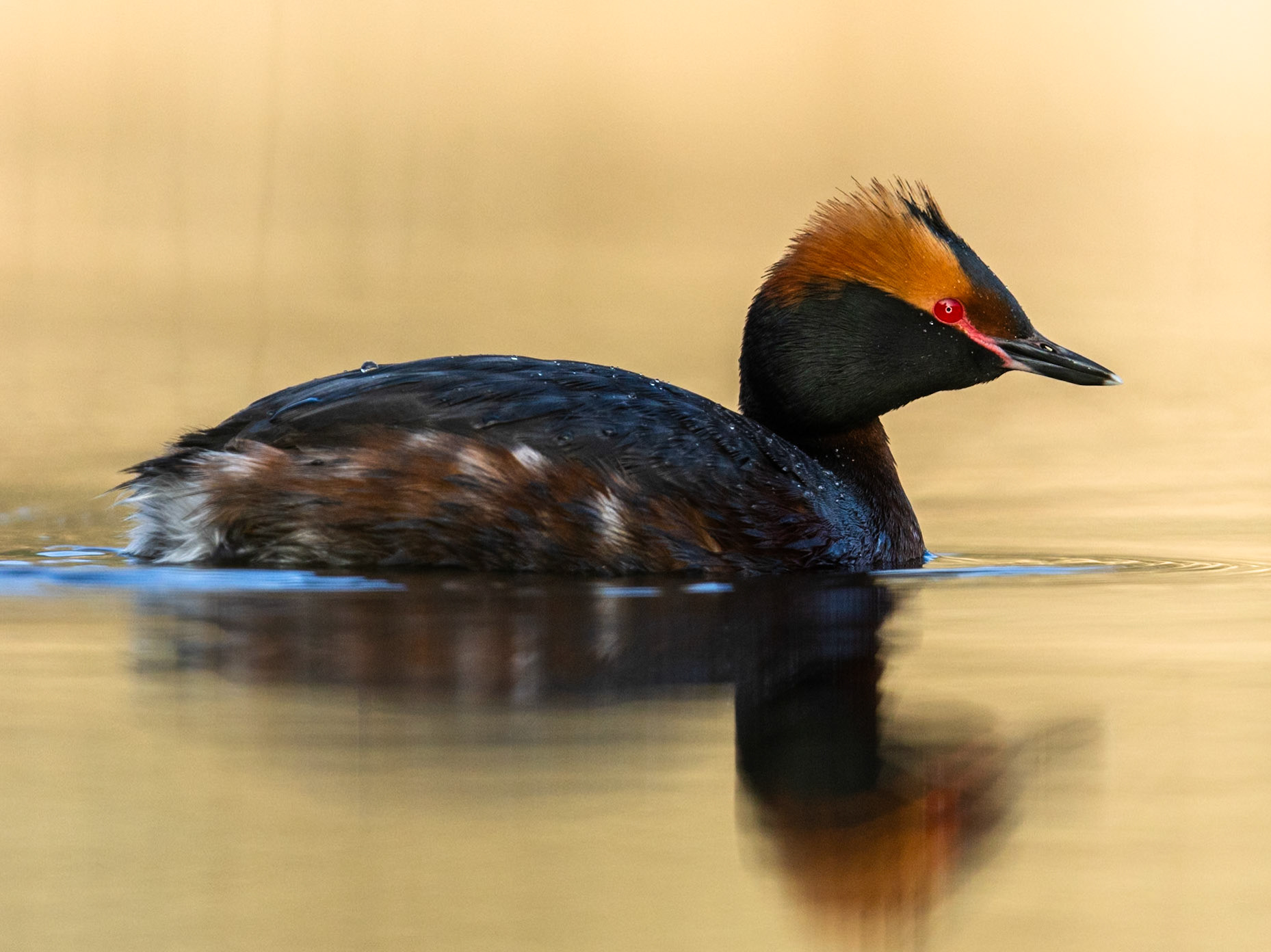 Slavonian Grebe