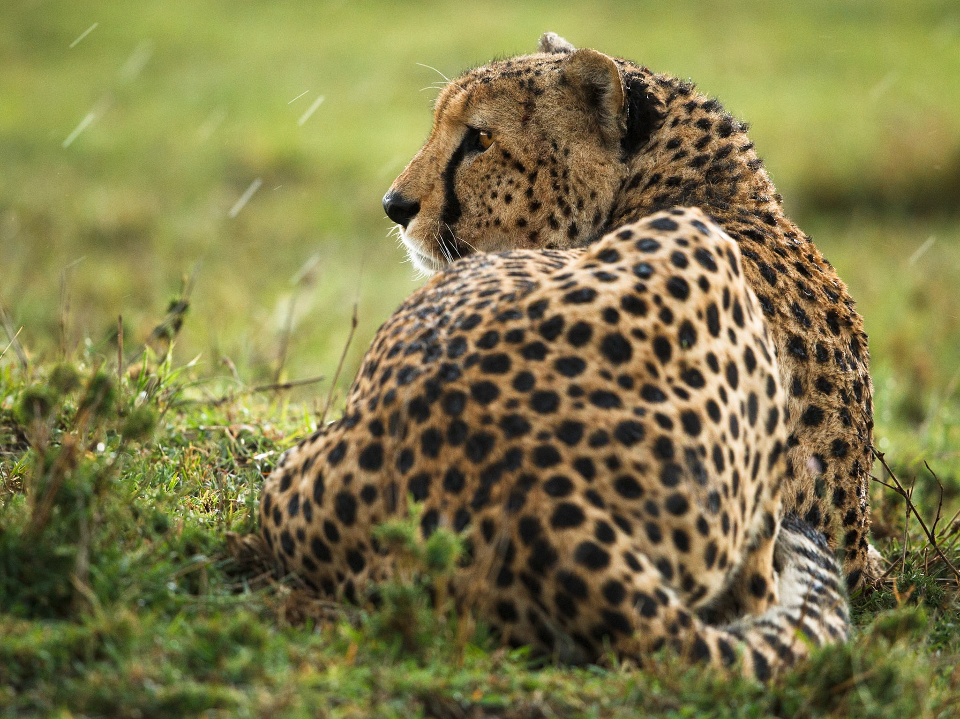 Cheetah in Masai Mara 2014