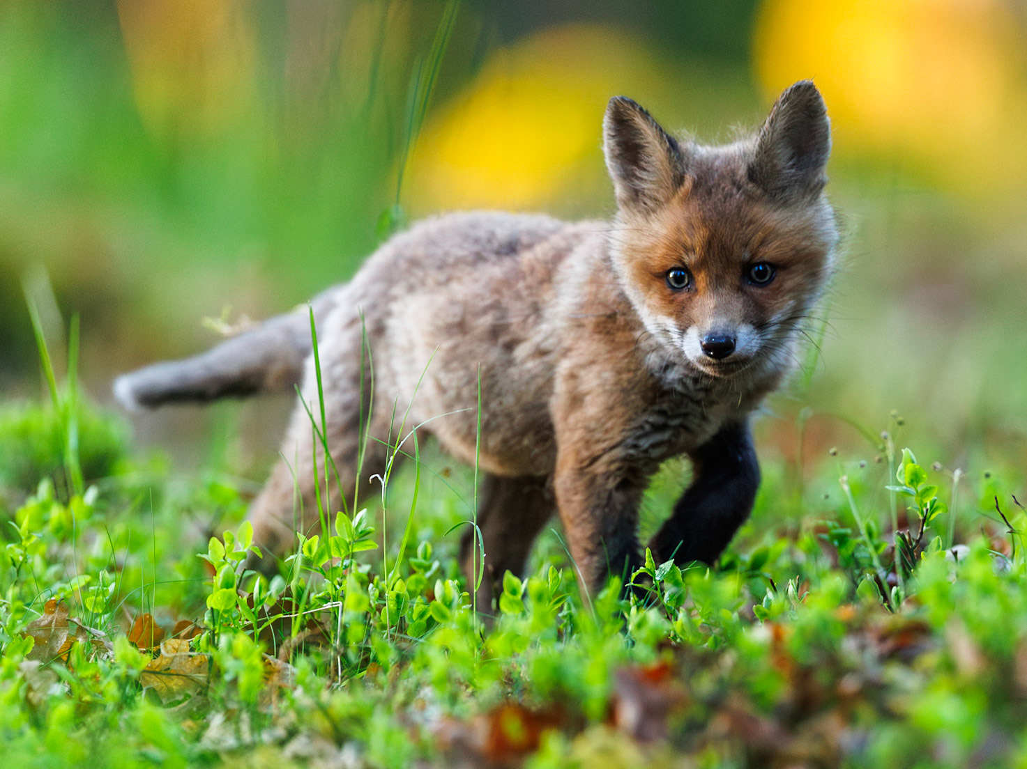Red fox