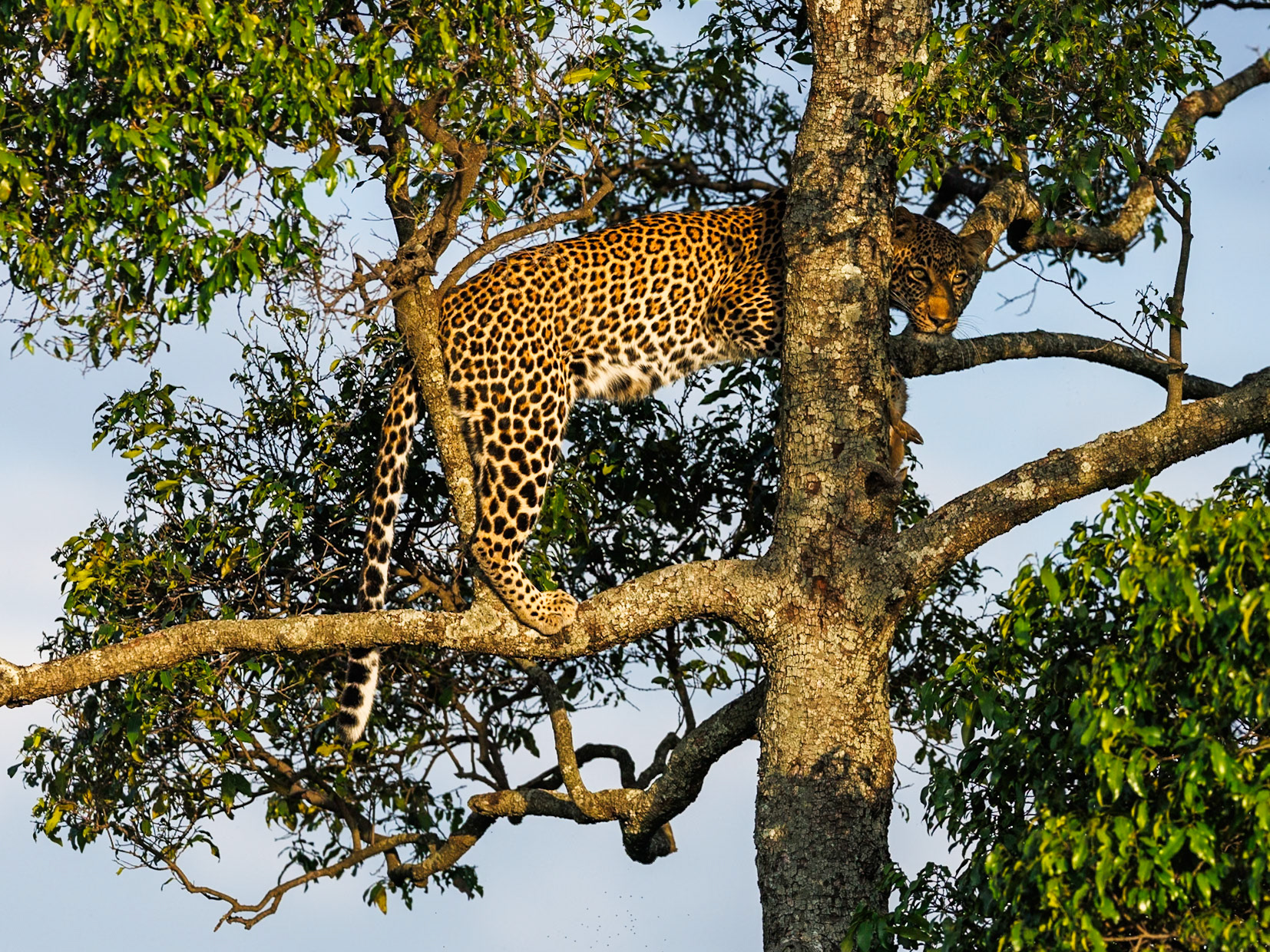 Leopard in Masai Mara 2026