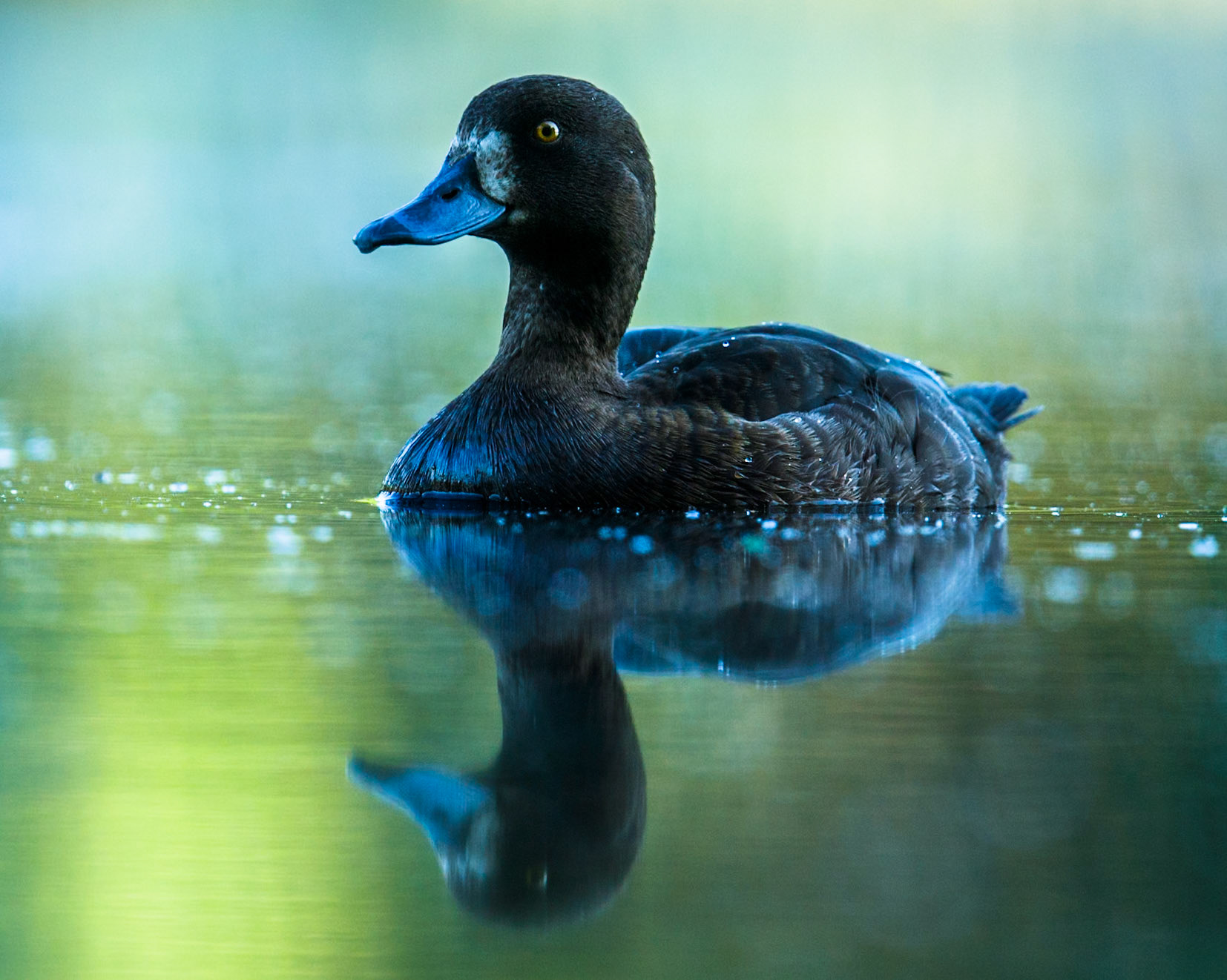 Tufted Duck