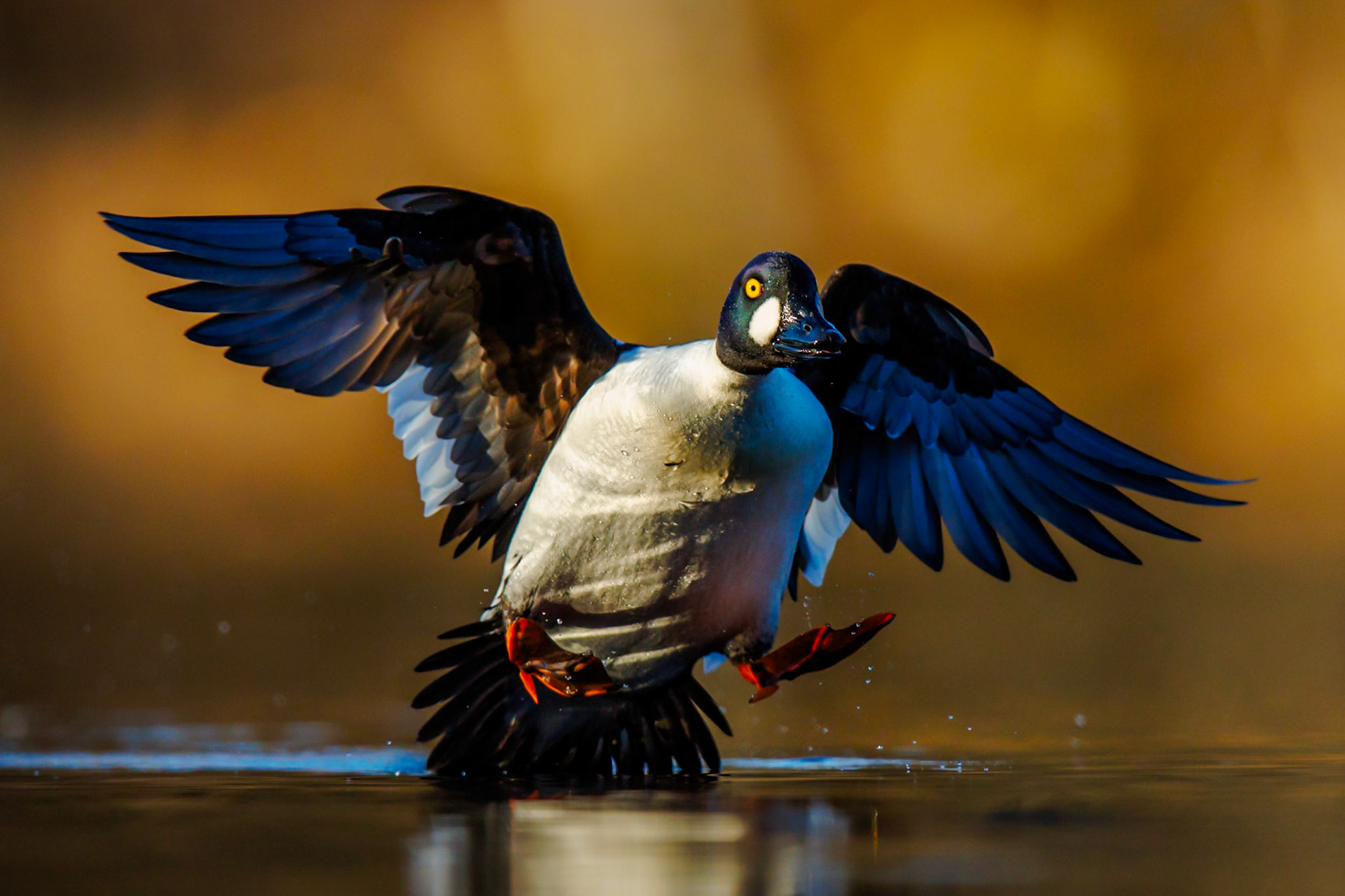 Common Goldeneye
