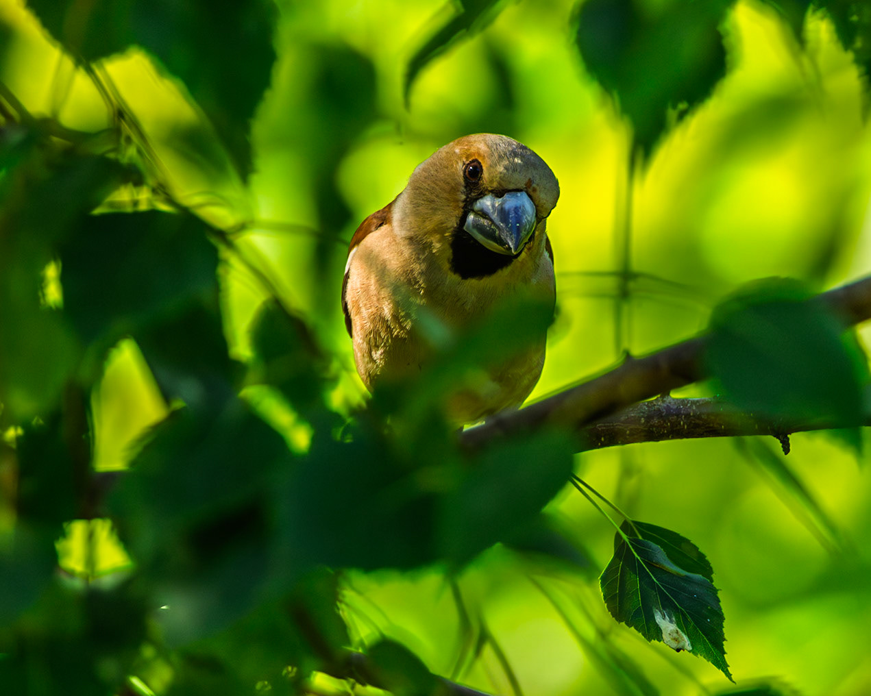 Hawfinch