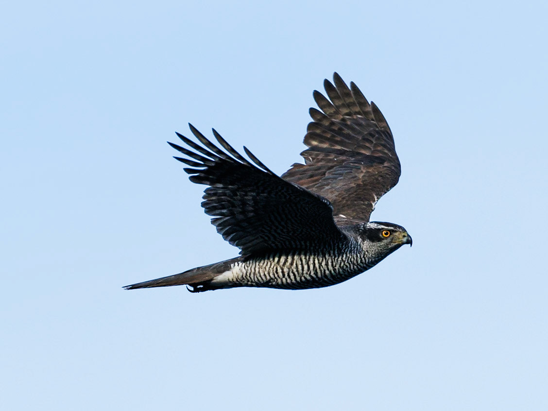 Northern Goshawk
