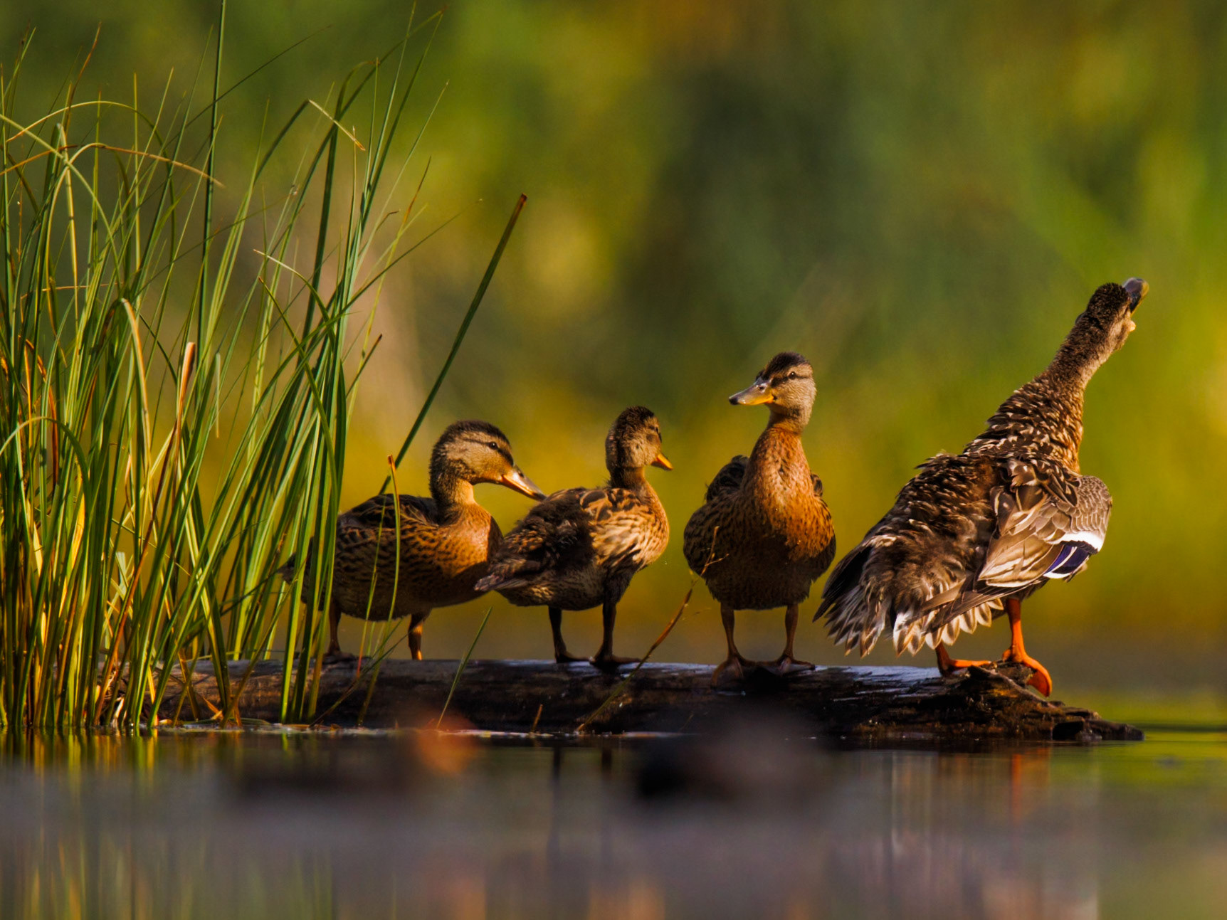 Mallard