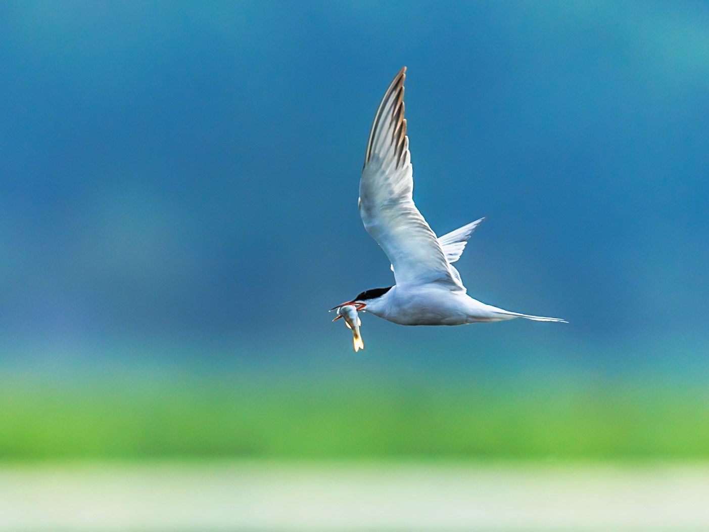 Common Tern
