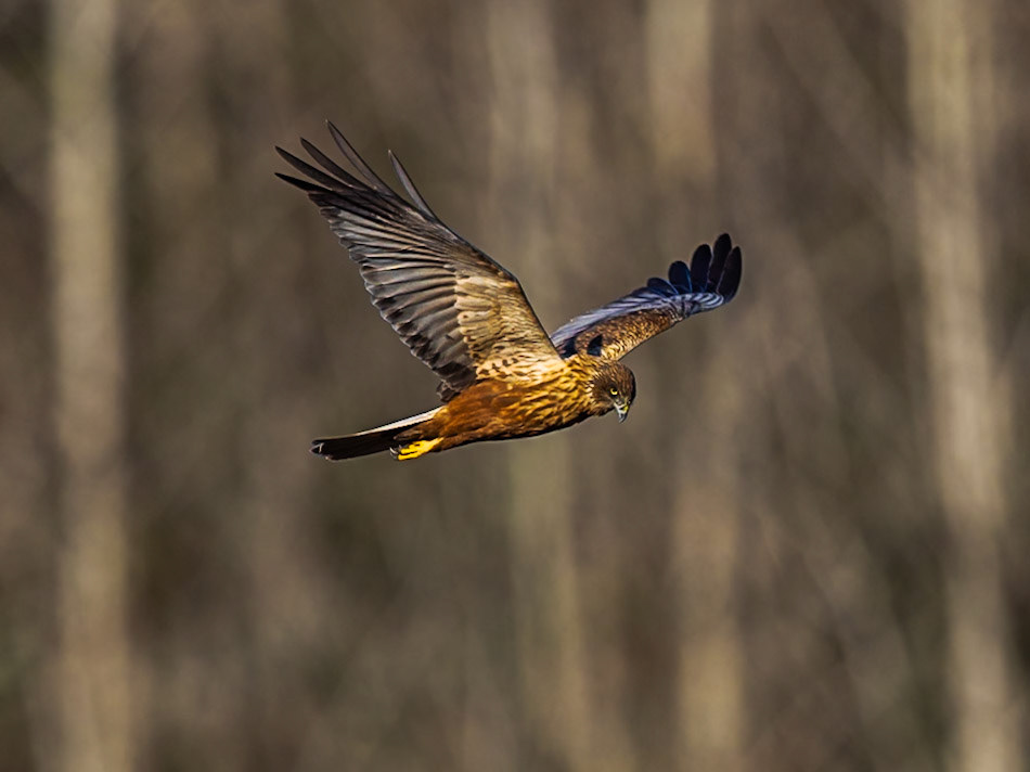 Western Marsh Harrier