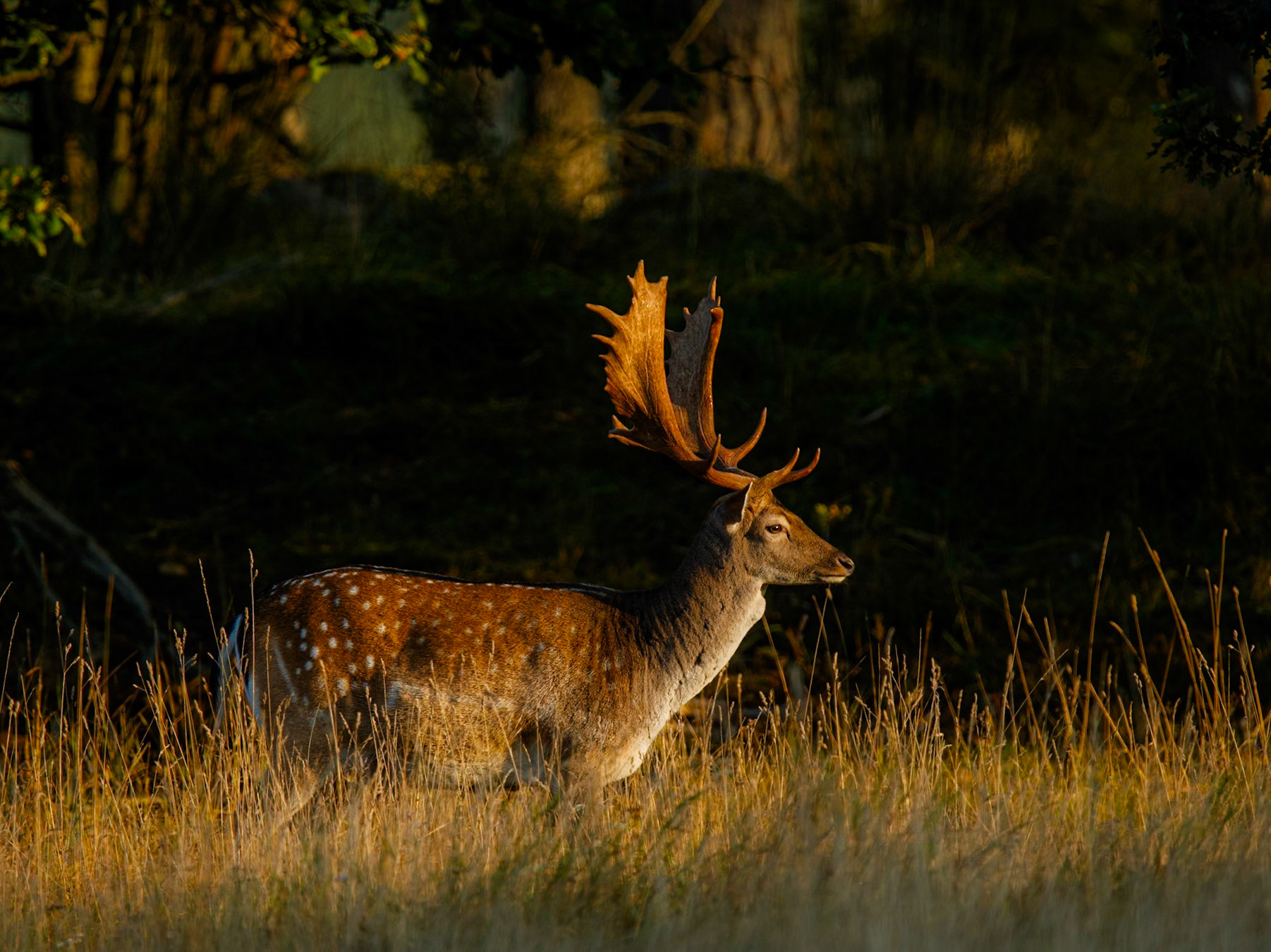 Fallow Deer