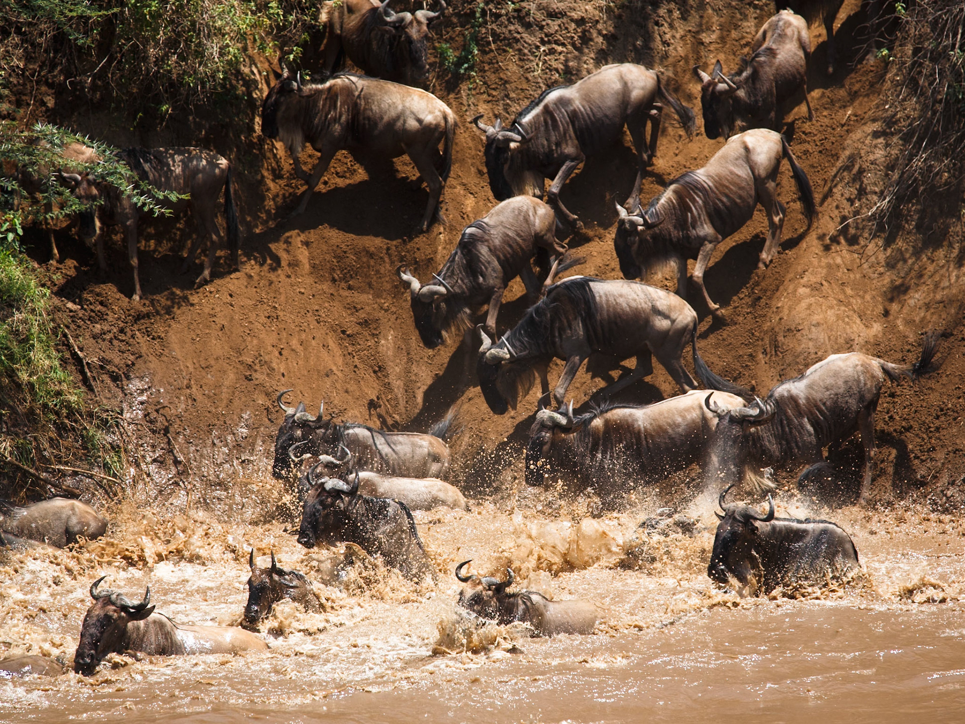 White-Bearded Wildebeest in Masai Mara 2014