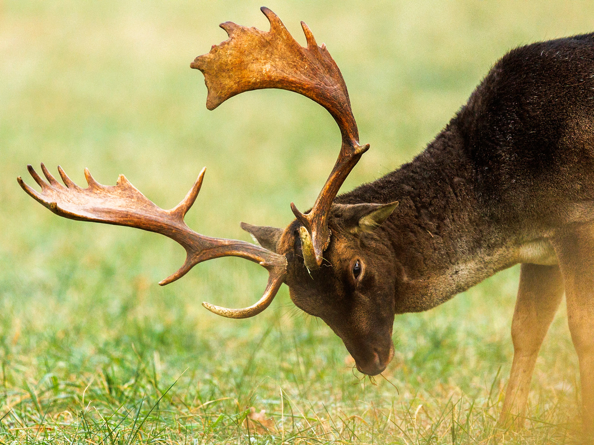 Fallow deer