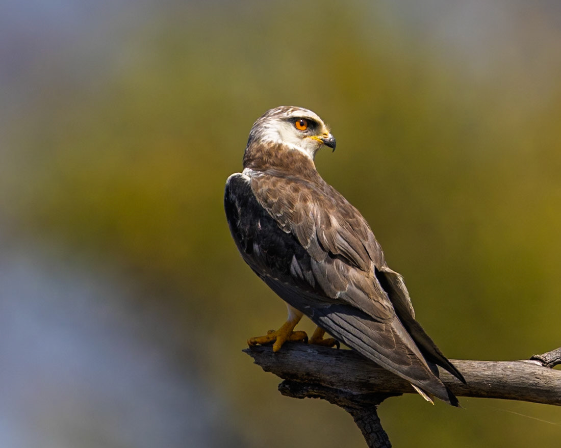 Black-winged kite