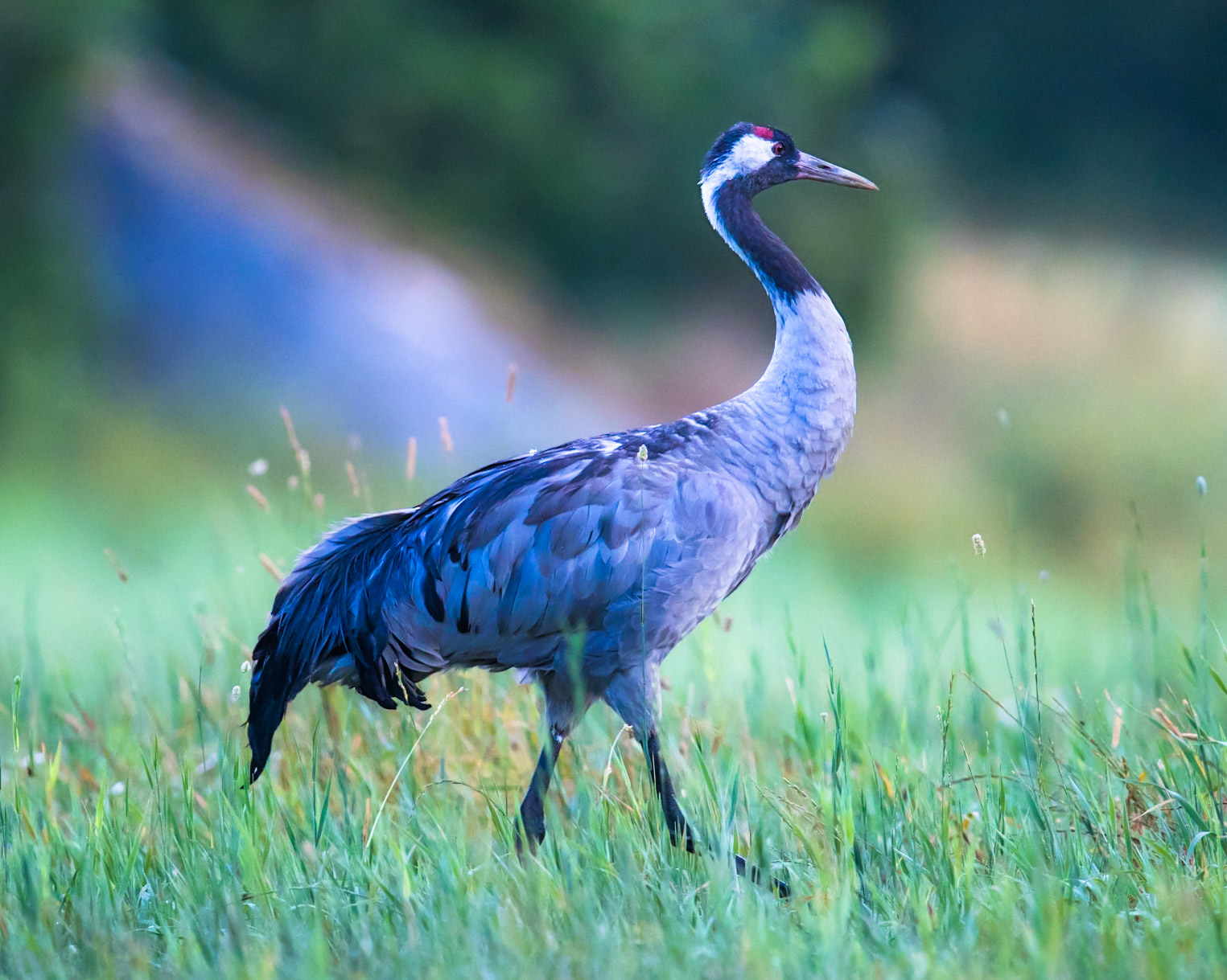 Common Crane