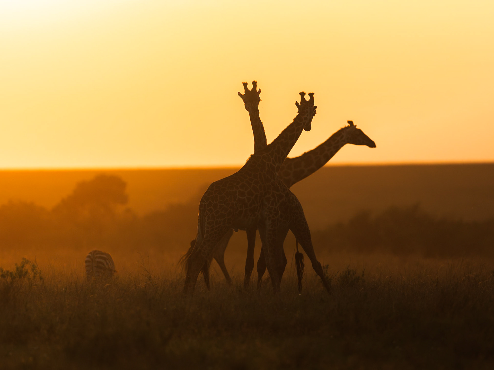 Giraffes in Masai Mara 2026