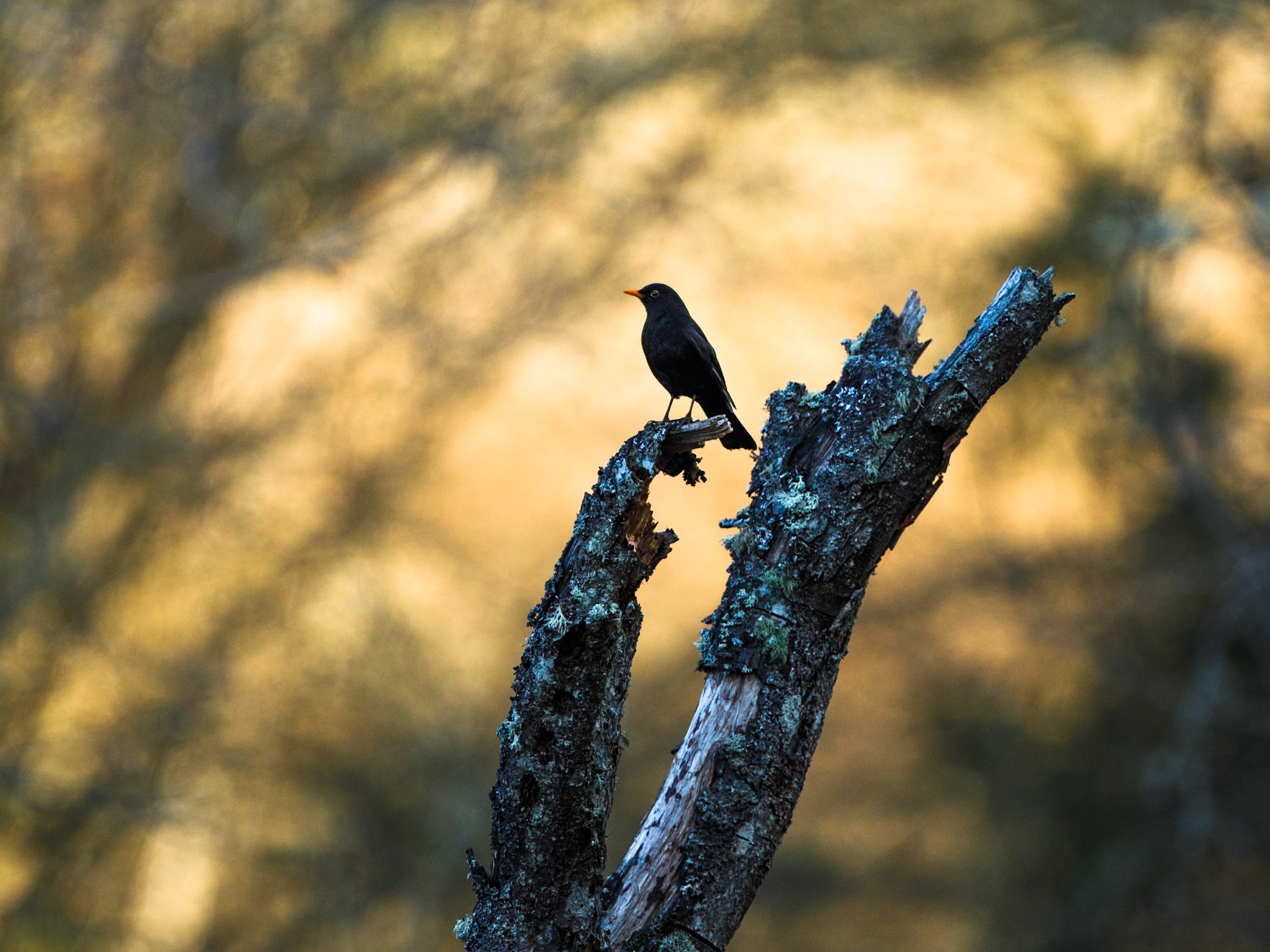 Common Blackbird