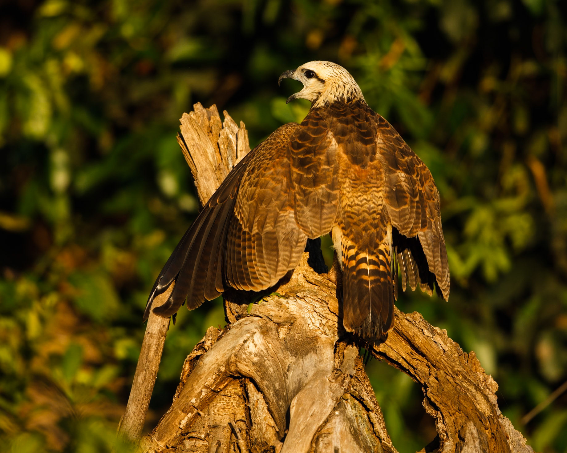 Black-Collared Hawk