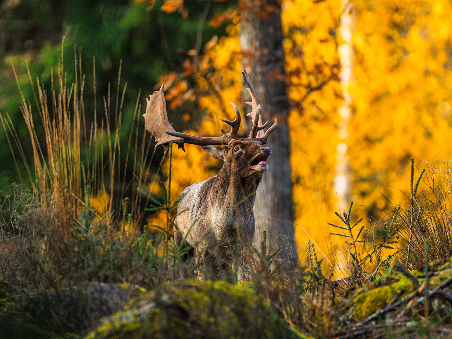 Fallow deer