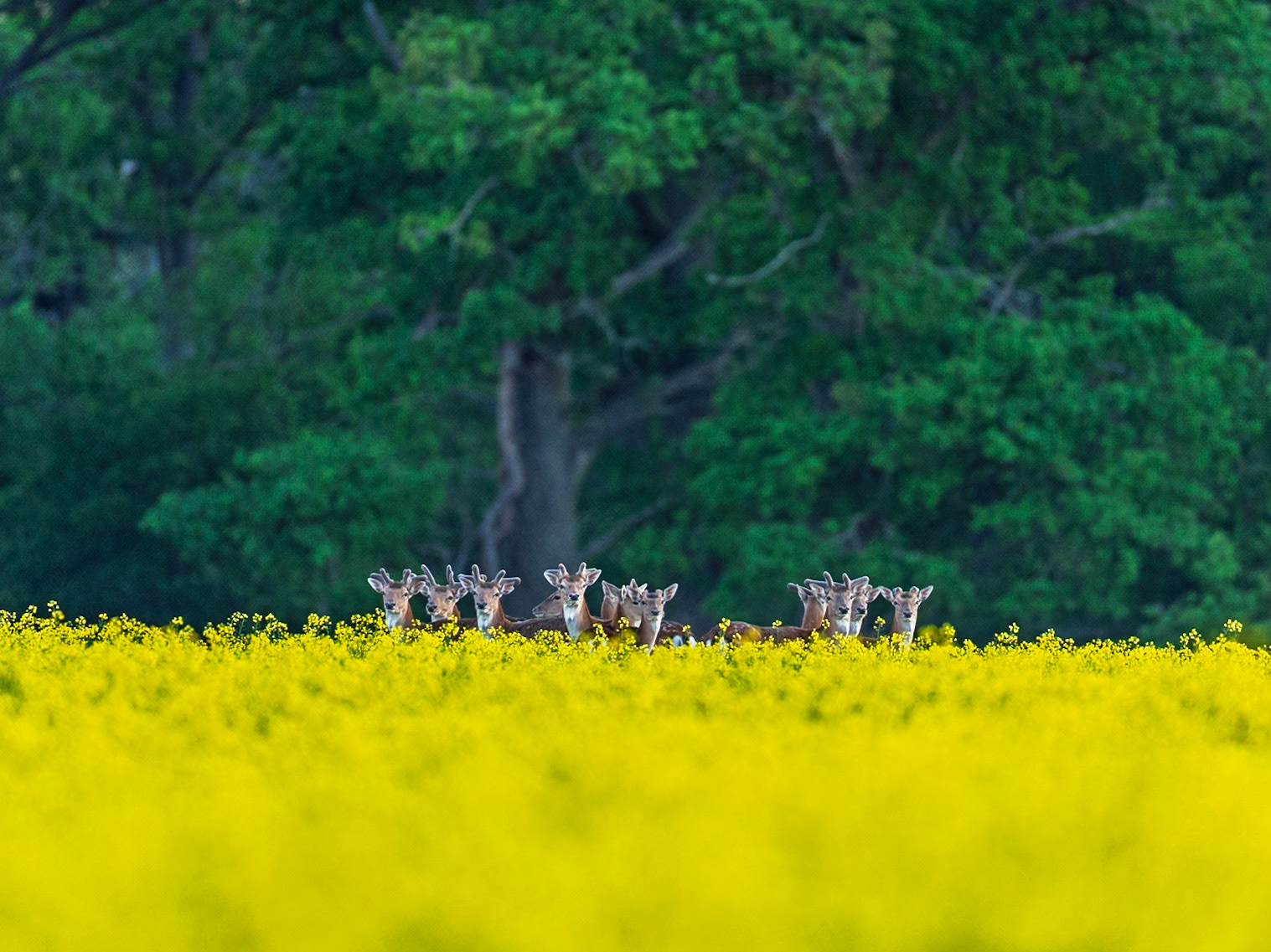 Fallow deer