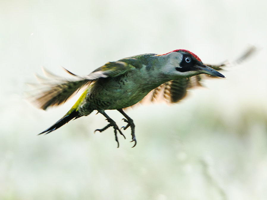European green woodpecker