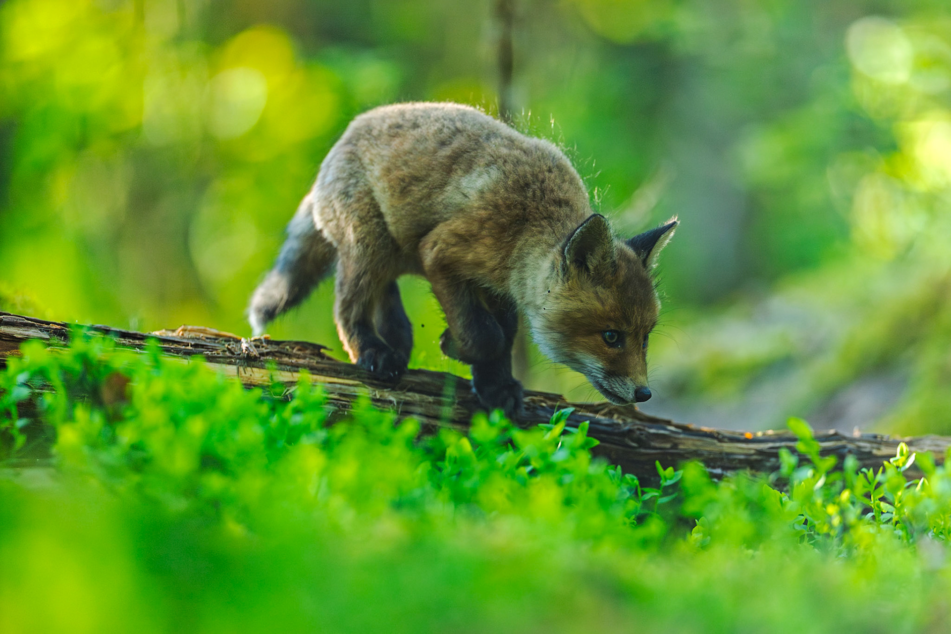 Red fox