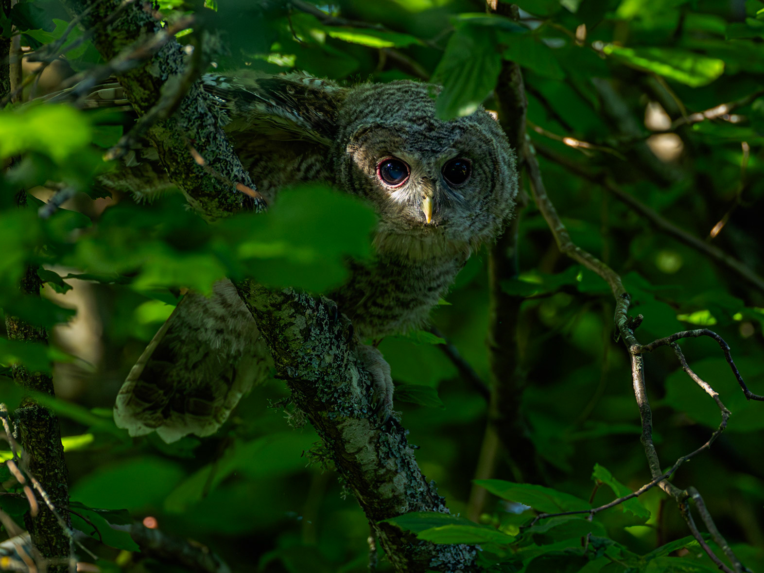 Tawny owl