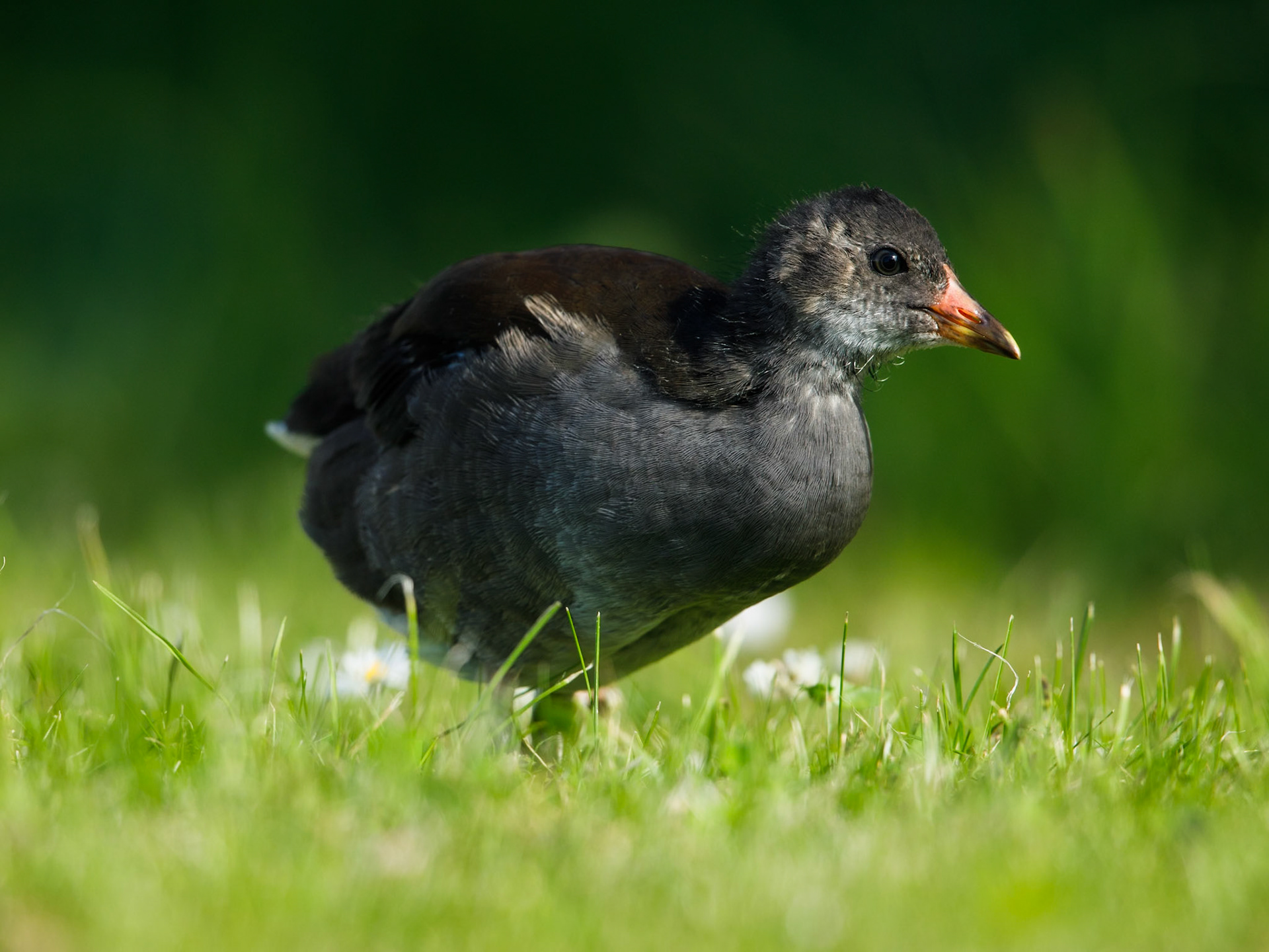 Common Moorhen