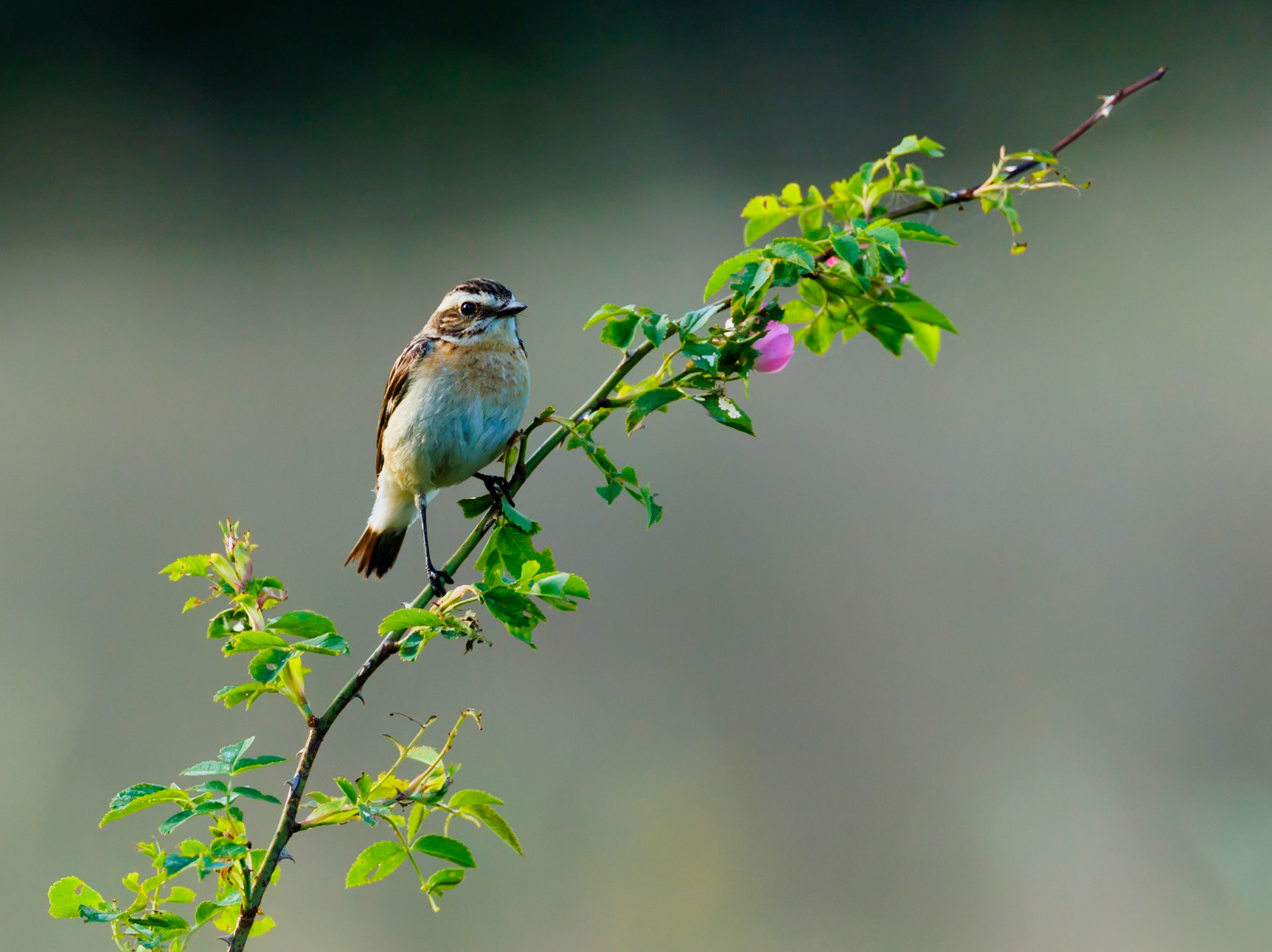 Whinchat