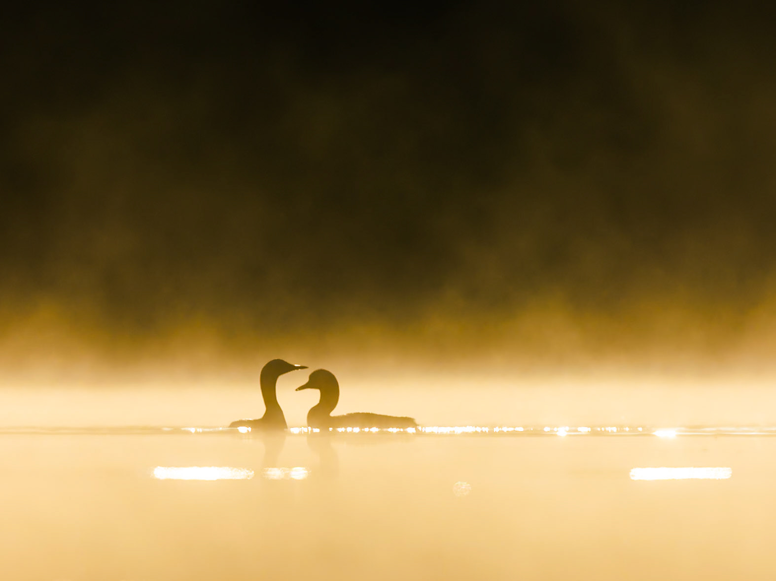 Black-throated Diver