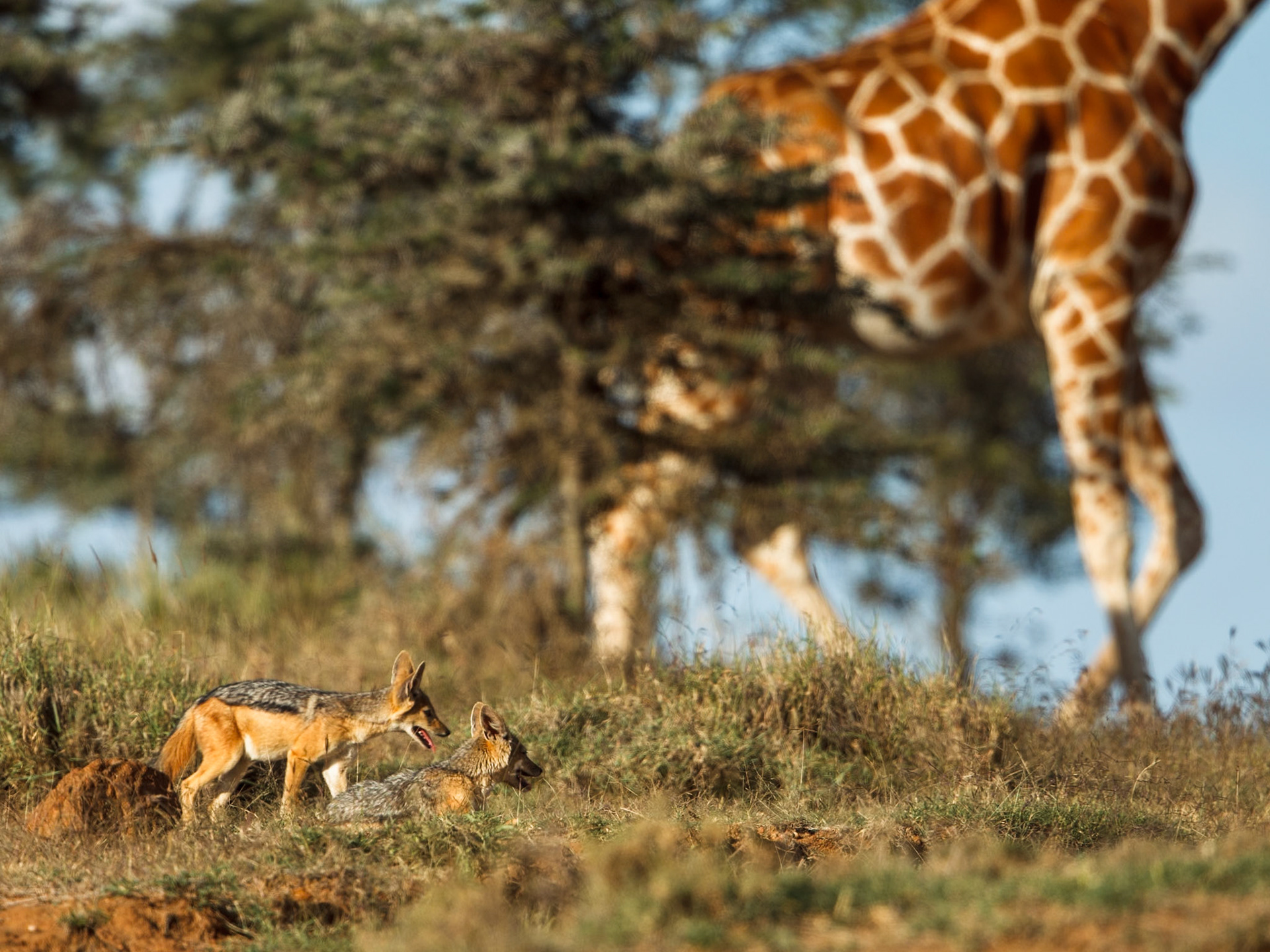 Black-Backed Jackal in Masai Mara 2014