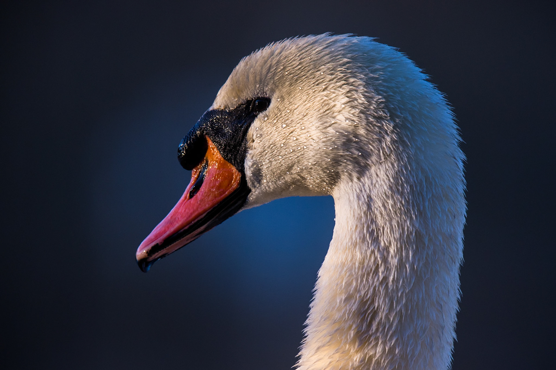 Mute Swan
