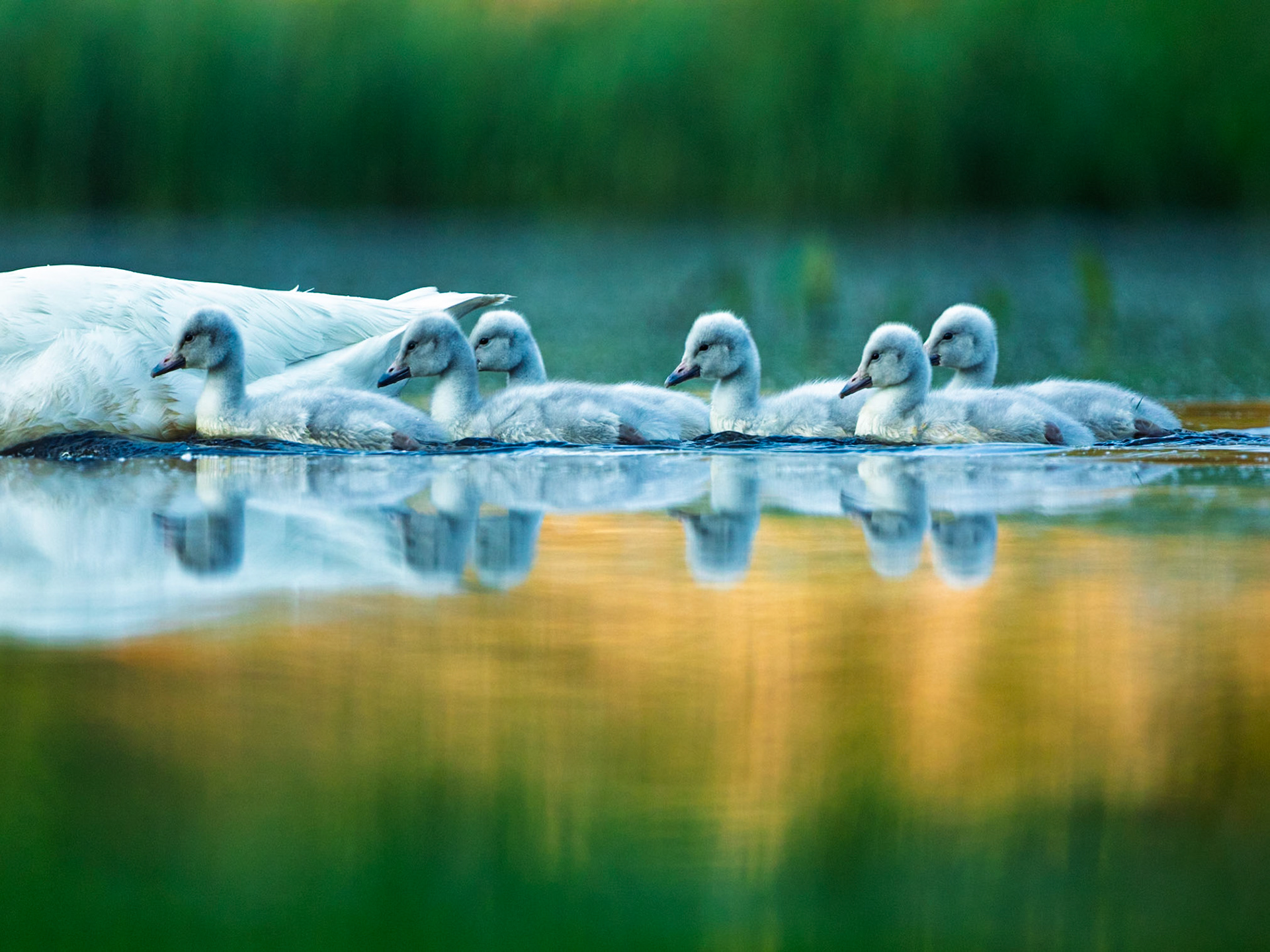 Whooper Swan