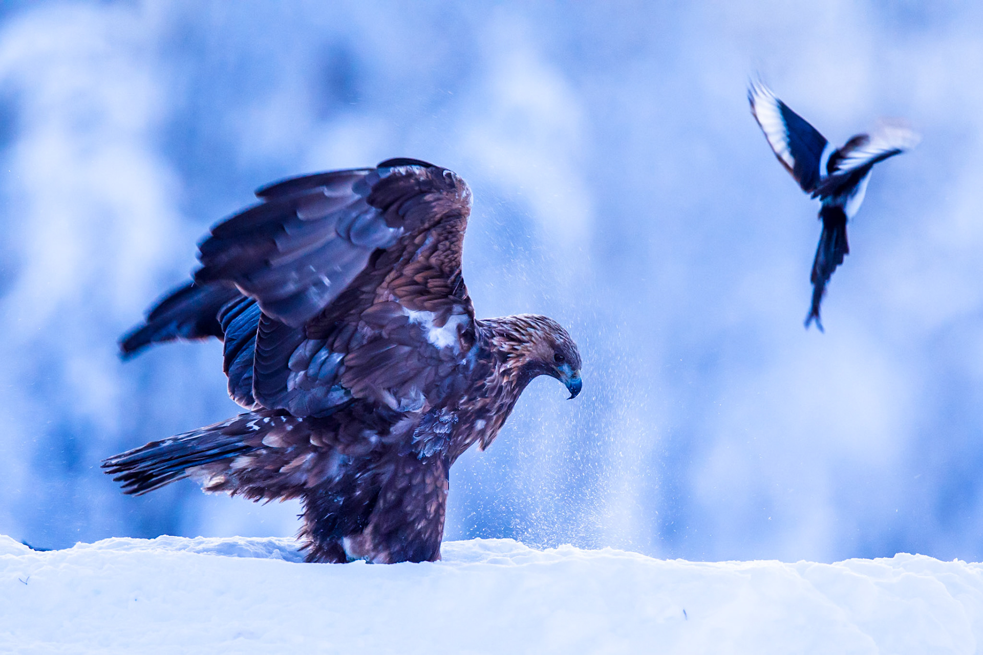 Golden Eagle