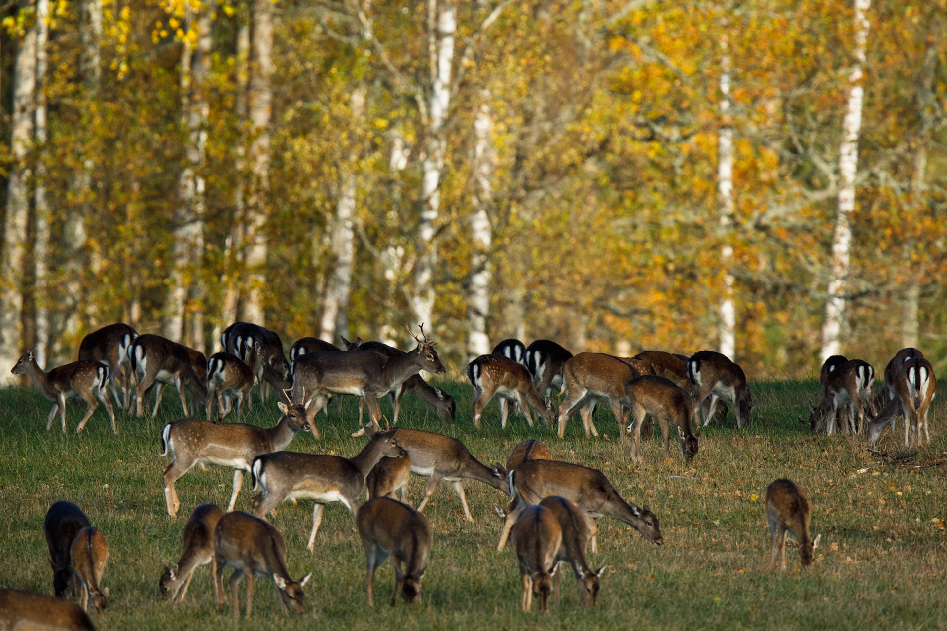Fallow Deer