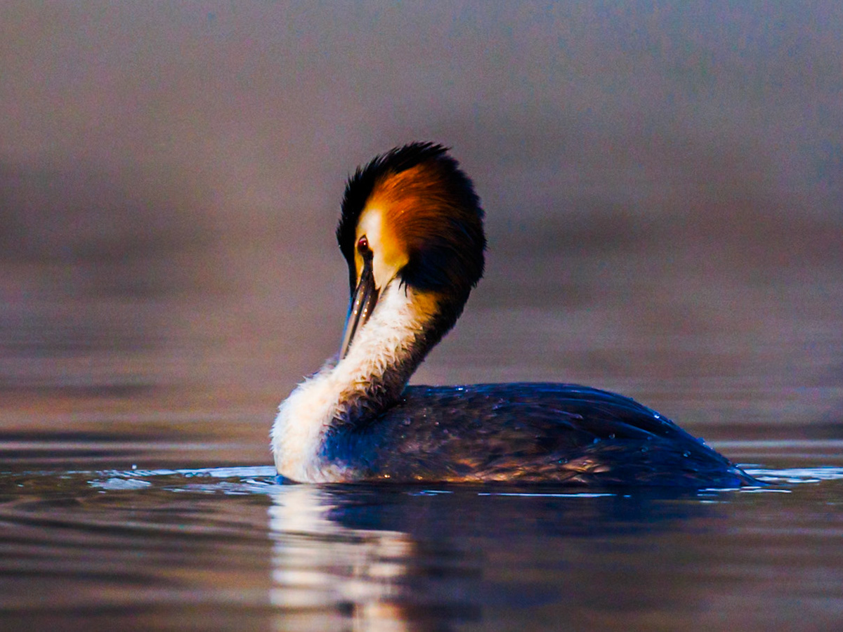 Great Crested Grebe