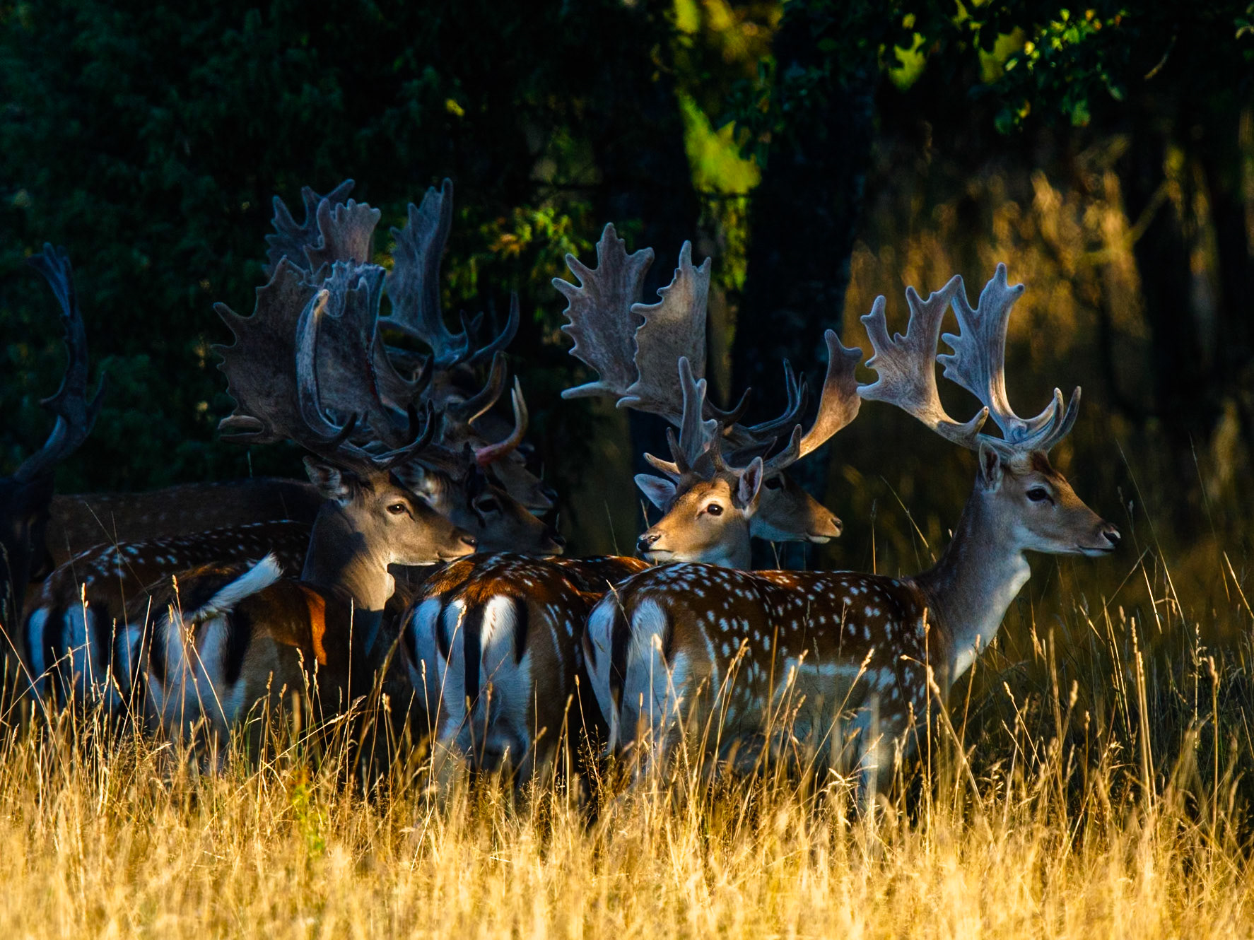 Fallow Deer