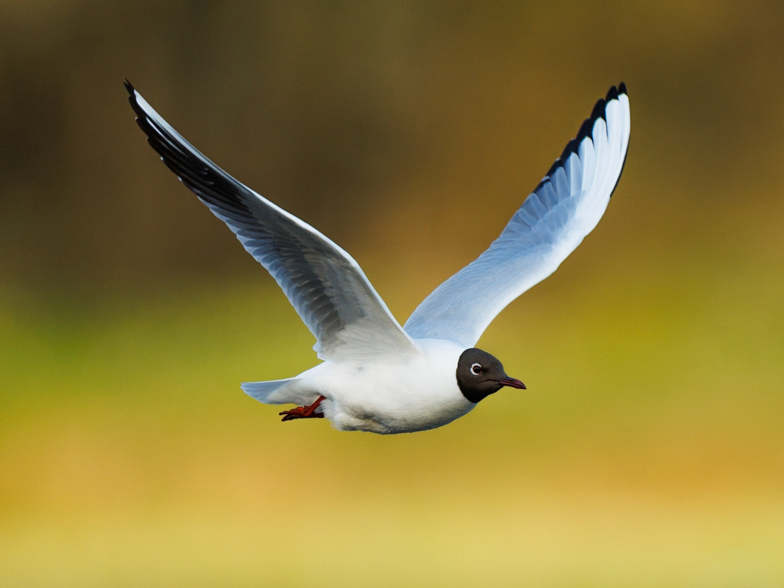 Black-headed gull