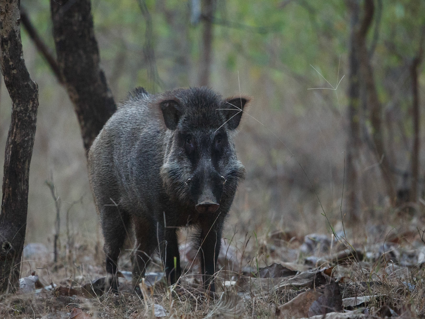 Wild Boar