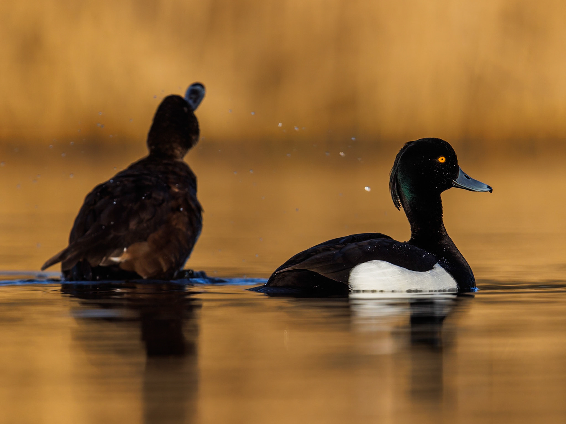 Tufted Duck