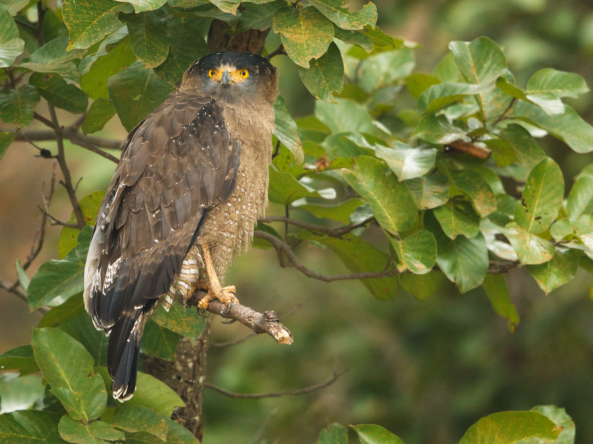 Crested Serpent Eagle
