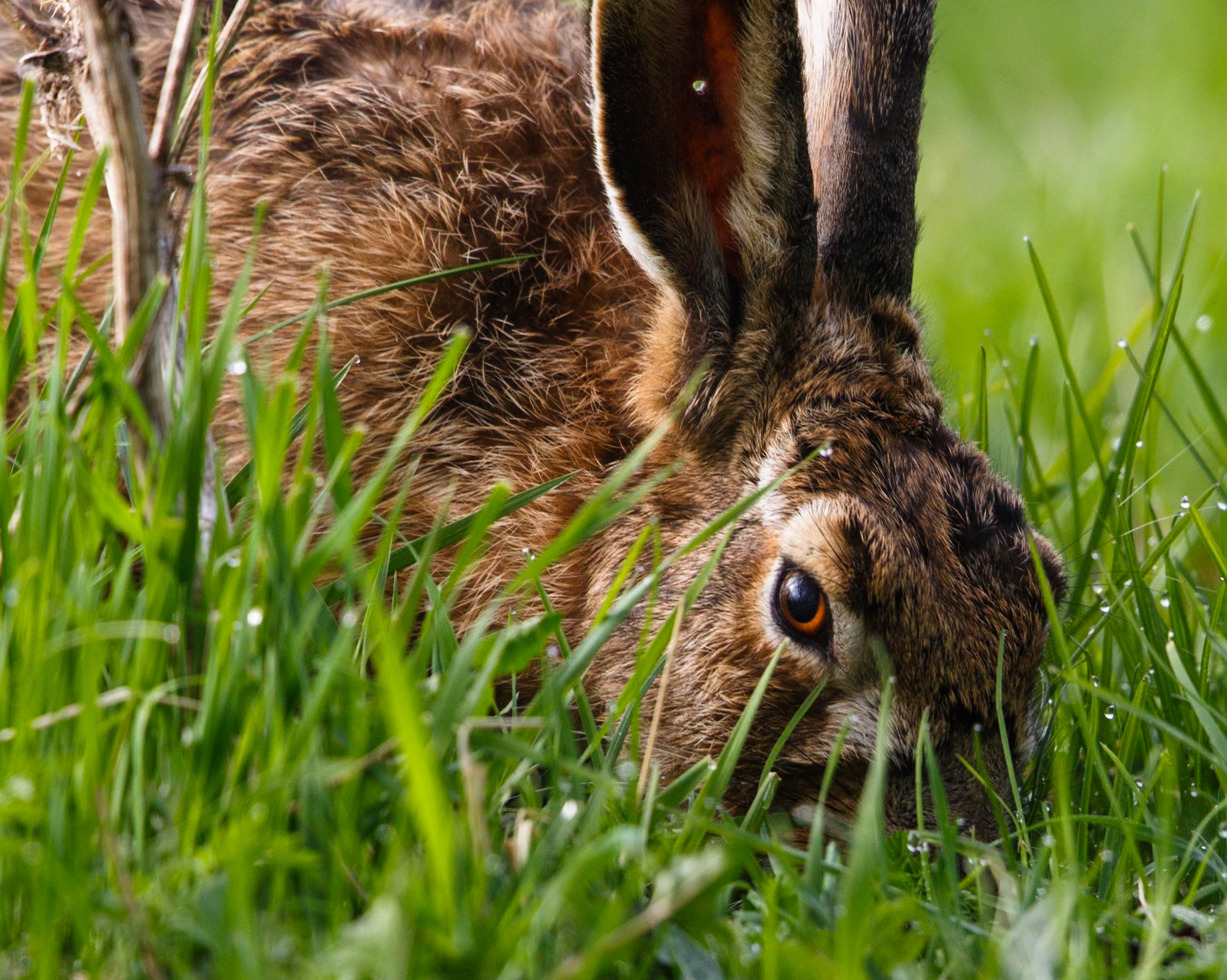 European hare