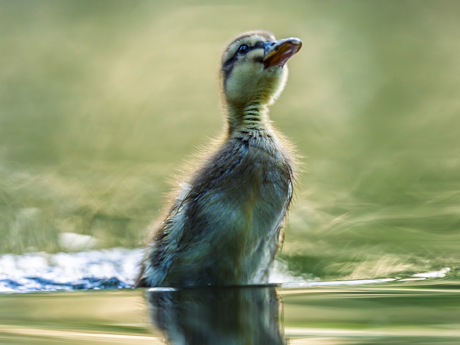 Mallard