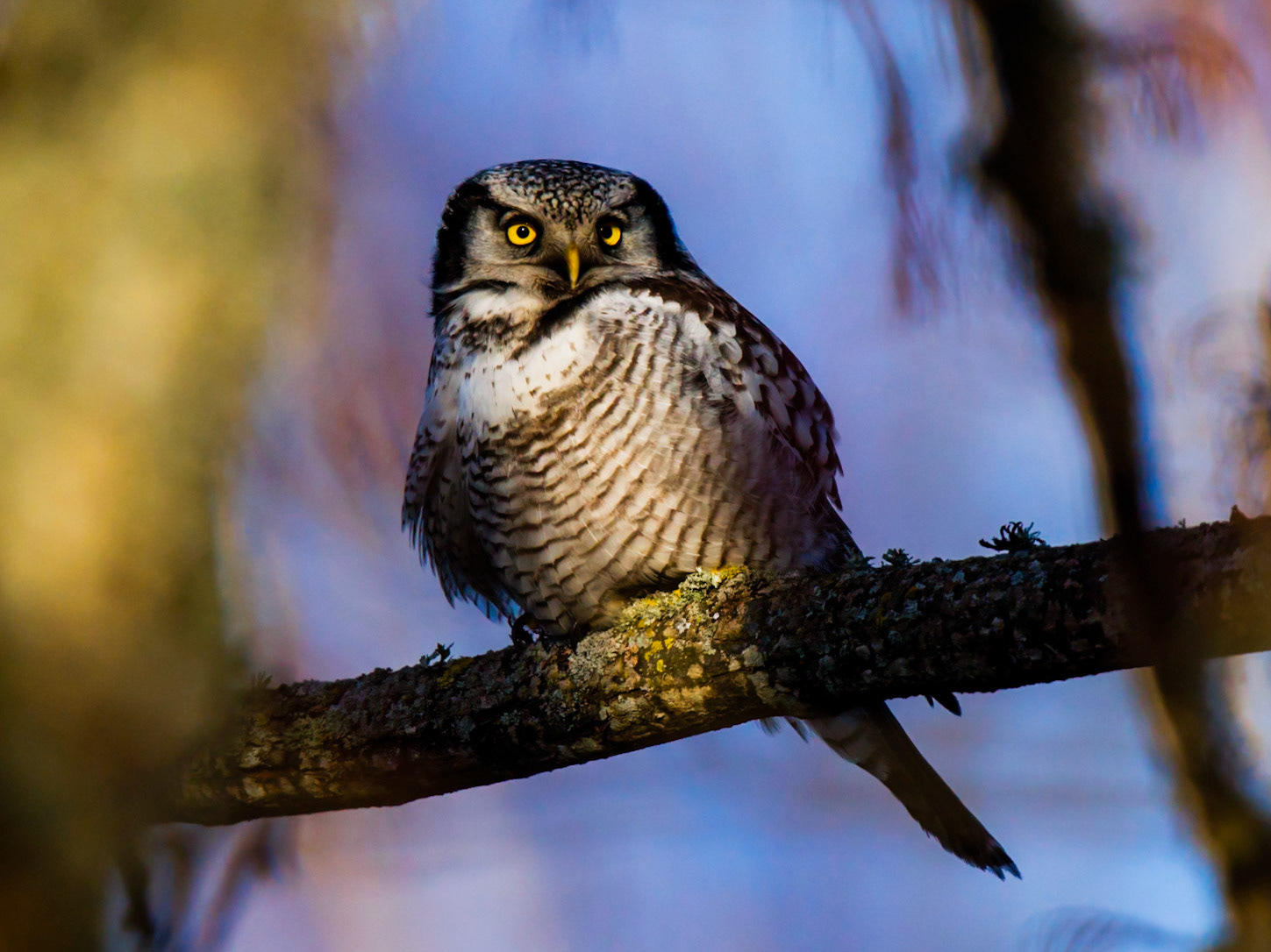 Northern Hawk Owl