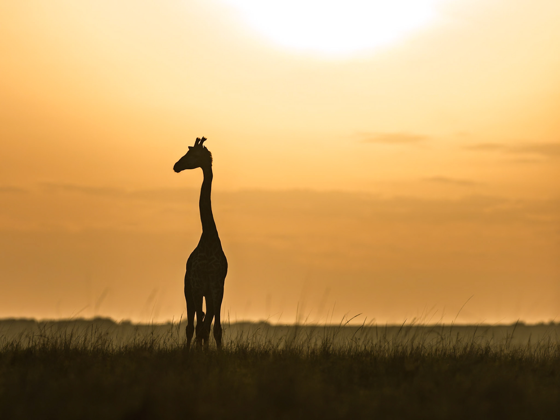 Giraffe in Masai Mara 2026